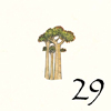 29.Baobab